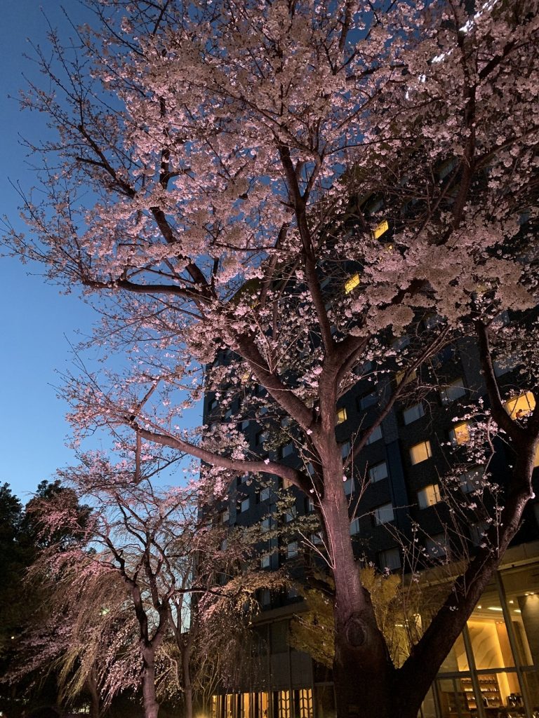 桜